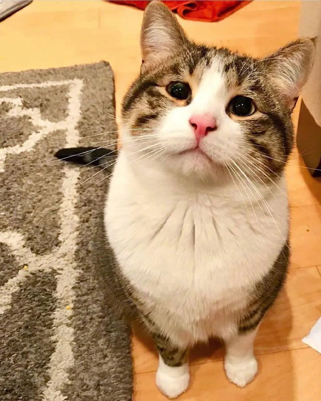 猫丢了三天回来变乖了吗,猫被丢弃后回来就乖了的故事