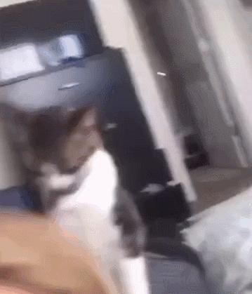 猫咪项圈对人有没有危害,猫咪项圈对猫咪有危害吗