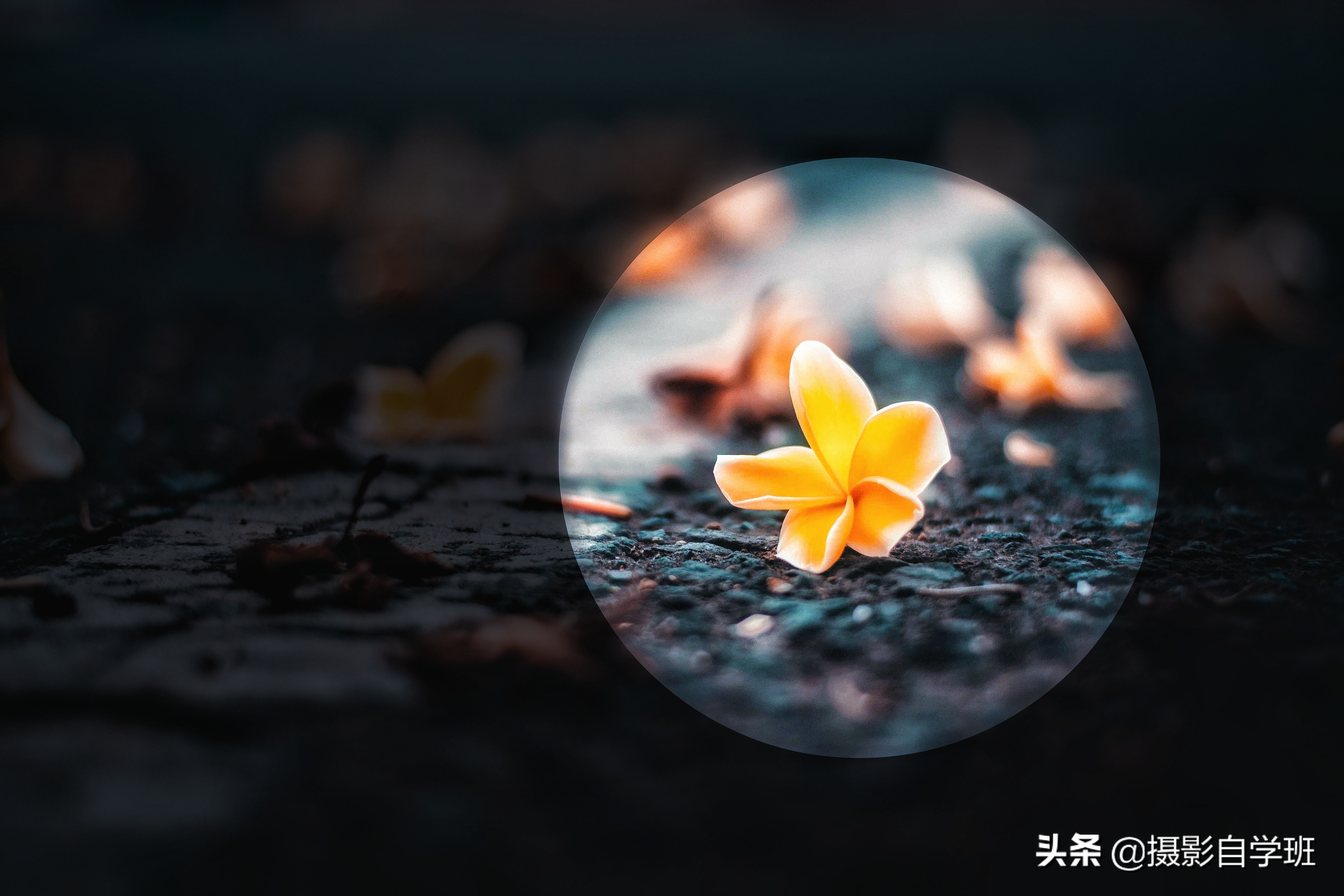 摄影拍出抽象风格照片5个诀窍,照片怎么加虚化