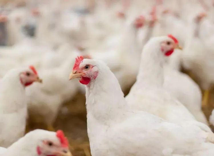 超市9.9元的奥尔良烤鸡,超市10几块钱烤鸡