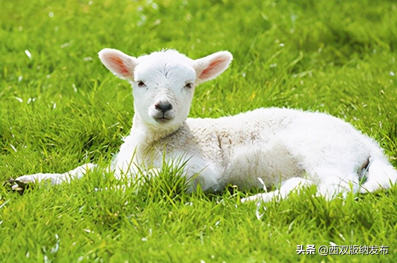 勐海旅游攻略自由行路线图,中国旅游日云南西双版纳