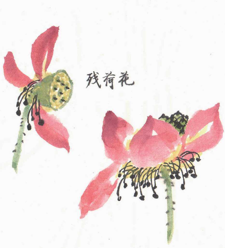 国画荷花入门基本笔画教程,国画入门零基础荷花直接画法