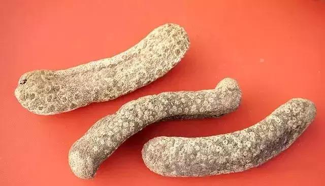 海参界最好的海参,海参物种科普