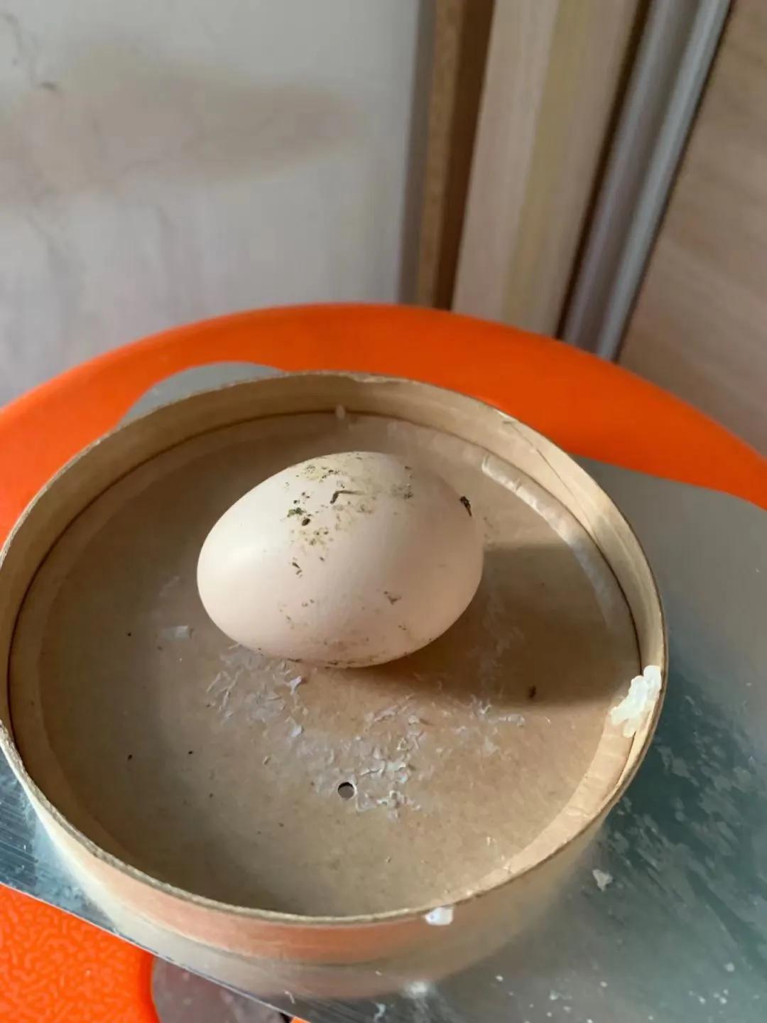 上海吃毛蛋吃出了一只小鸡,长得那么像公鸡,为什么会下蛋?