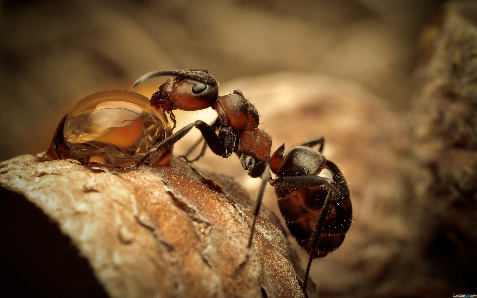 蚂蚁可以用树叶做什么有趣的事情,蚂蚁生长过程纪录片
