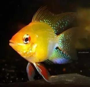 红色黄色的热带鱼是什么热带鱼,热带鱼类型有哪些