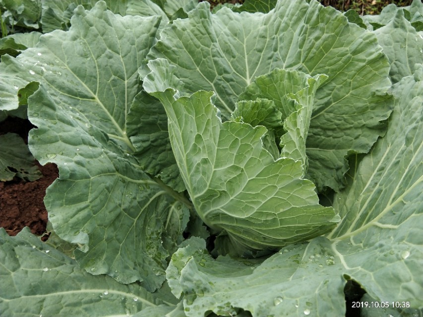 向往田园生活唯美诗句,向往的田园生活的感悟