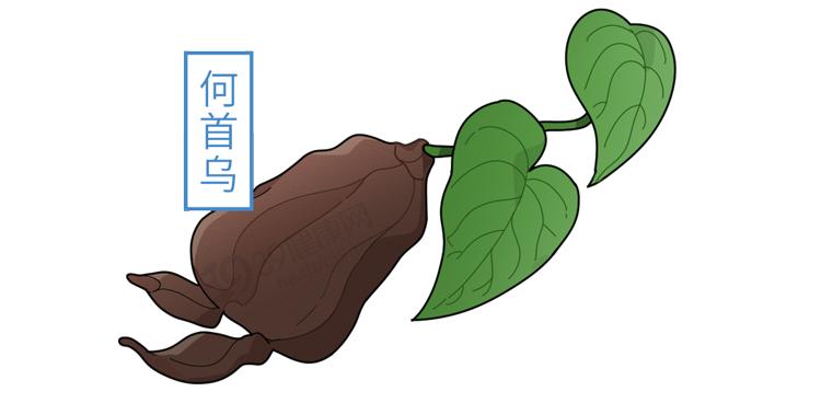 白发真的能从发根长出黑发吗,白发怎么治疗才能变黑小偏方