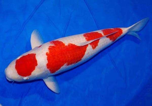 饲养观赏鱼药品有哪些,观赏鱼用的东西