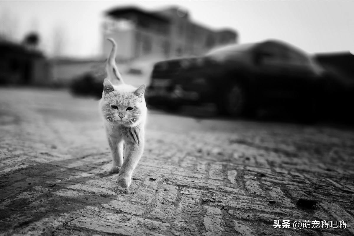 废弃的冷藏箱能做什么？美国一男子给出了答案——流浪猫庇护所