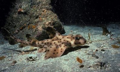 鲨鱼的种类及名称视频,鲨鱼的种类和生活习性