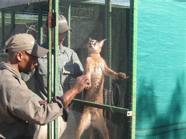 狞猫耳朵非常漂亮会旋转,狞猫的耳朵好可爱