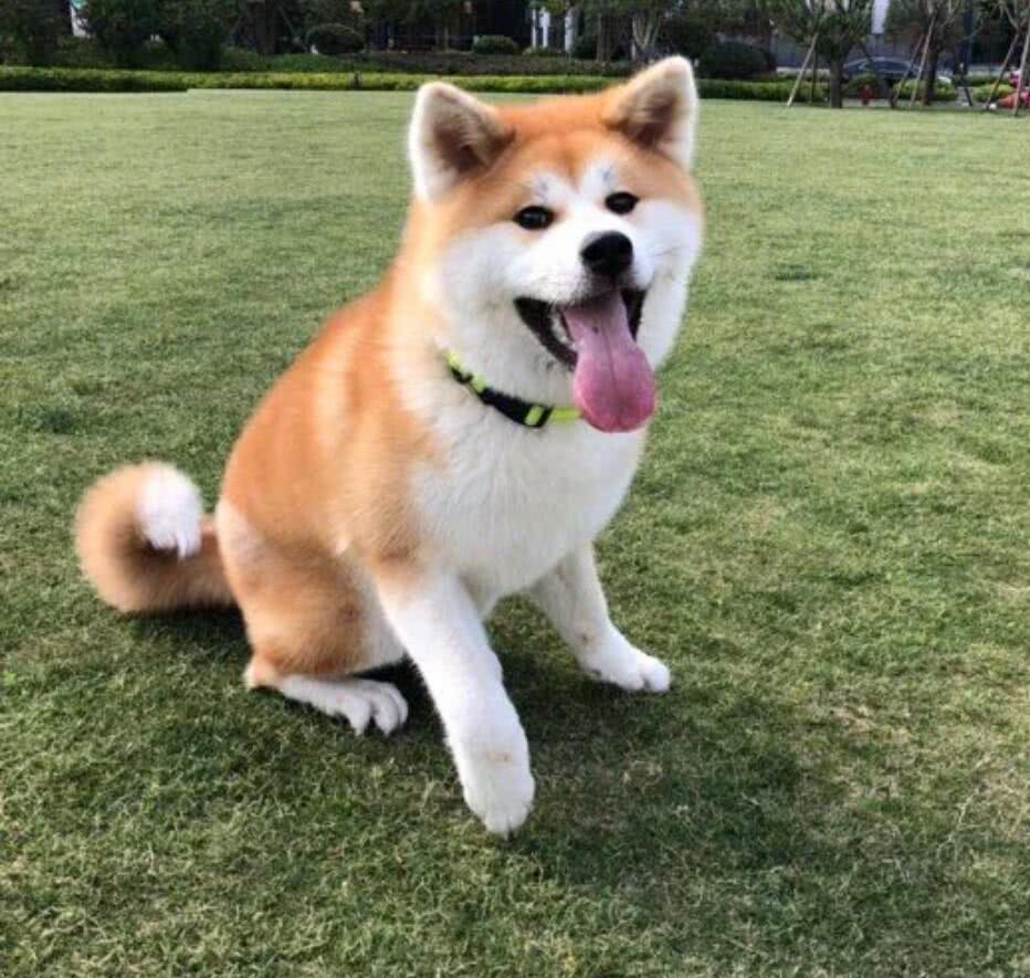 狗狗爪子鼓起来是什么原因,狗狗爪子常见疾病以及护理知识