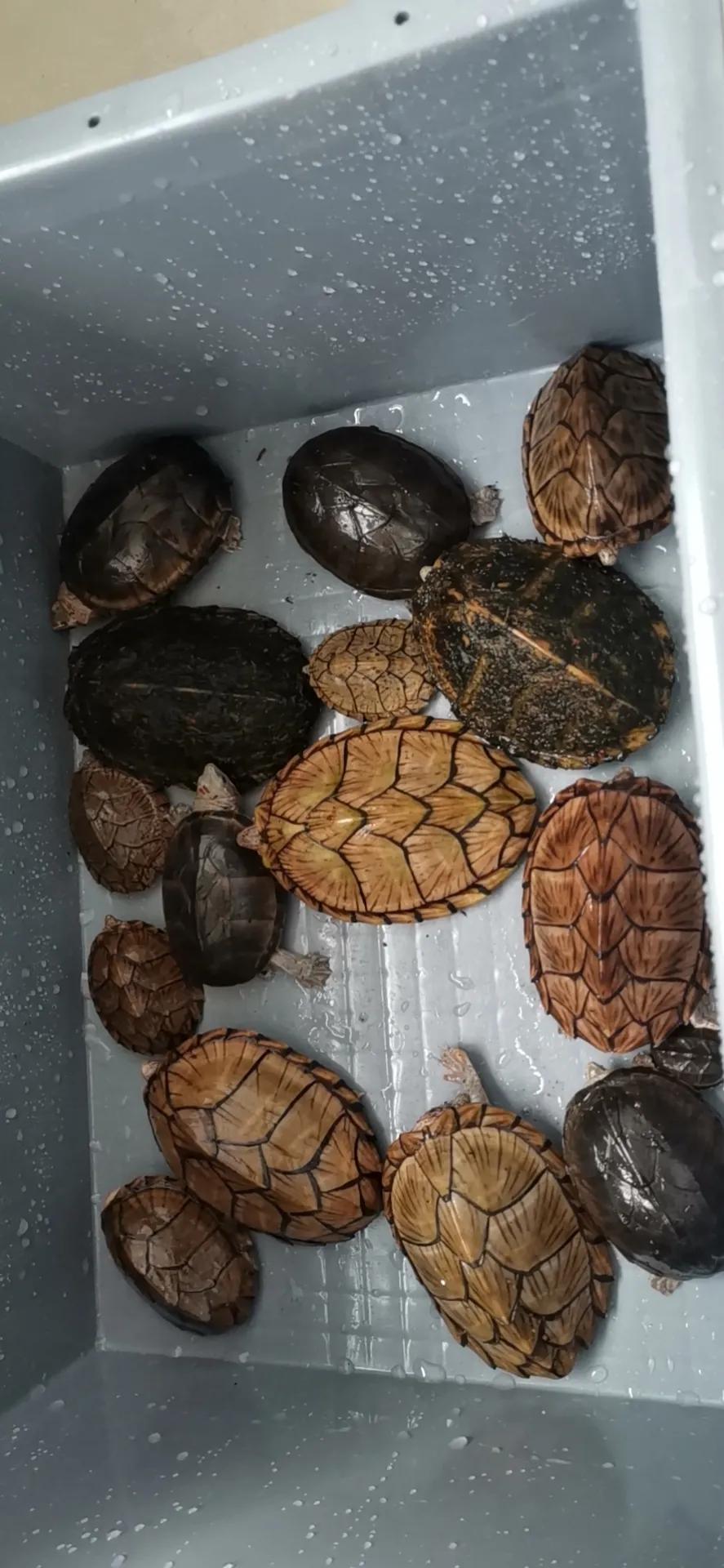 巨头蛋龟极品背甲,红面蛋龟成体背甲高度