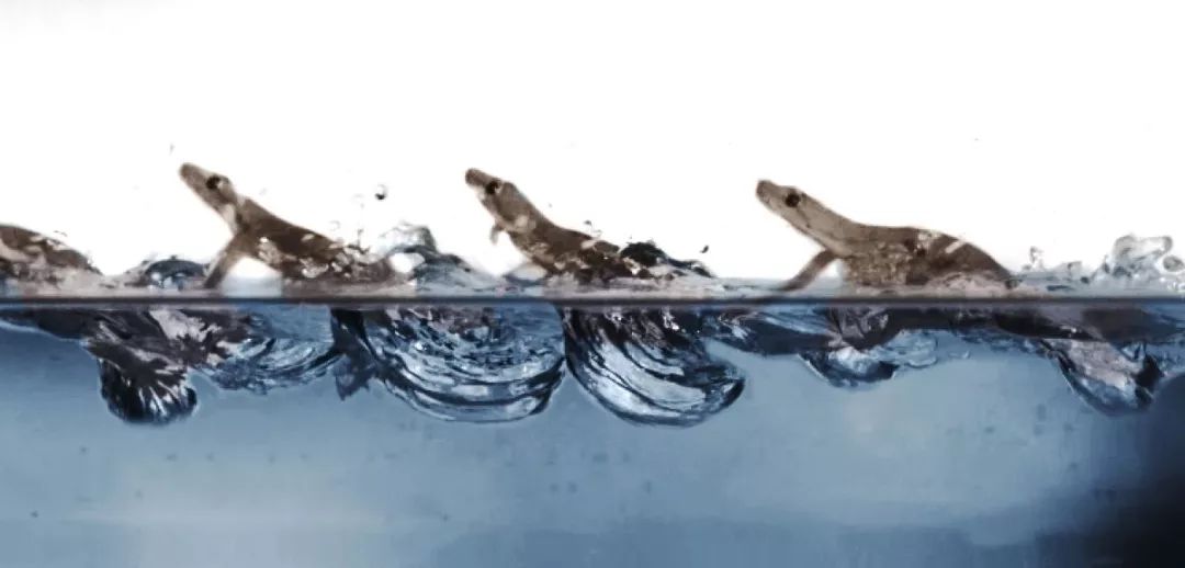 直立奔跑的壁虎,壁虎为什么能在水面上