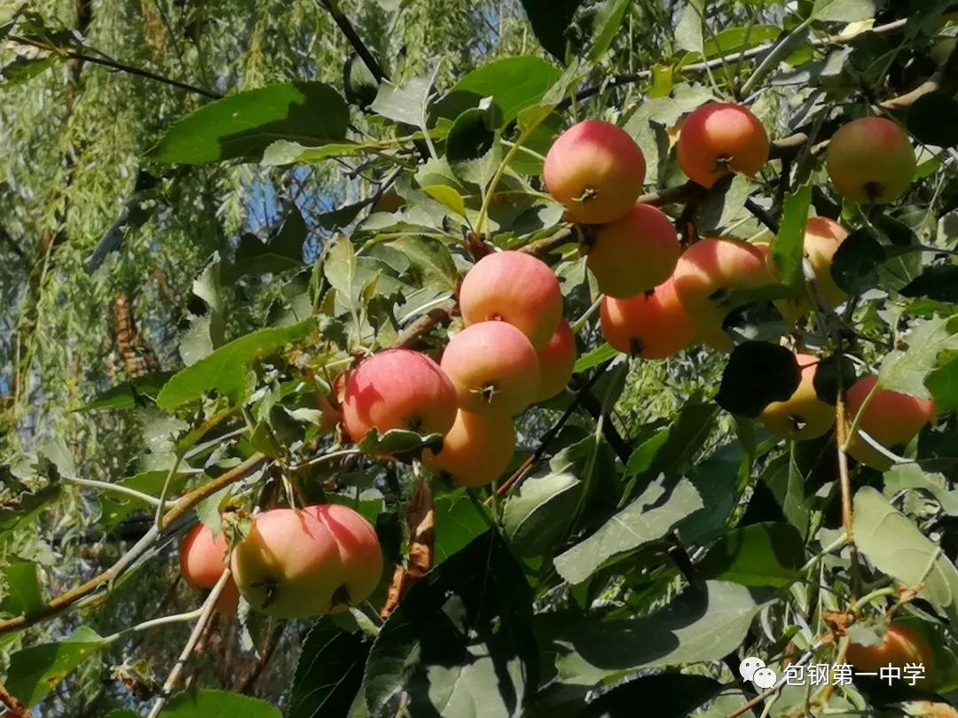 2021年包钢一中招生,2023年包钢一中招生计划