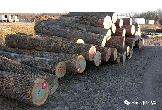 美国硬木干货价格,北美硬木排行