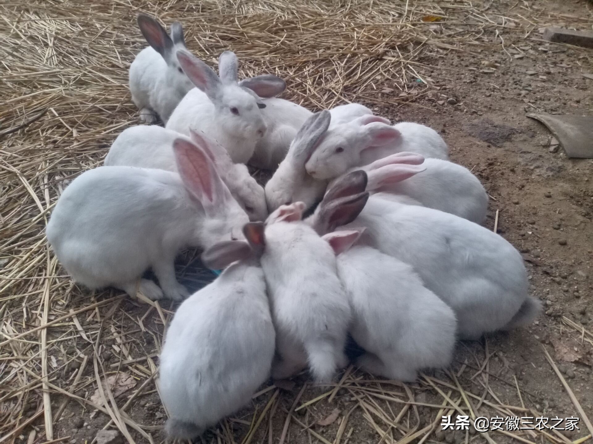 用兔子赚钱,农村创业致富好项目养殖兔子