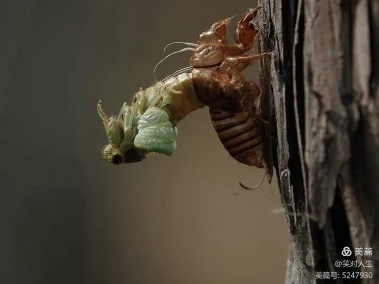 金蝉什么时间退壳,金蝉怎么延迟脱壳