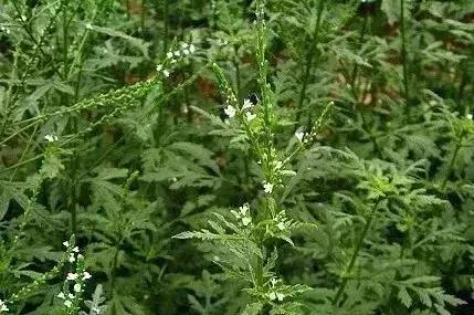 中草药防治鱼病效果好的有哪些,专治鱼病的中药配方