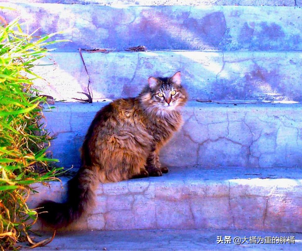 如何带着猫咪自驾游,带着小猫自驾游猫咪怎么上厕所