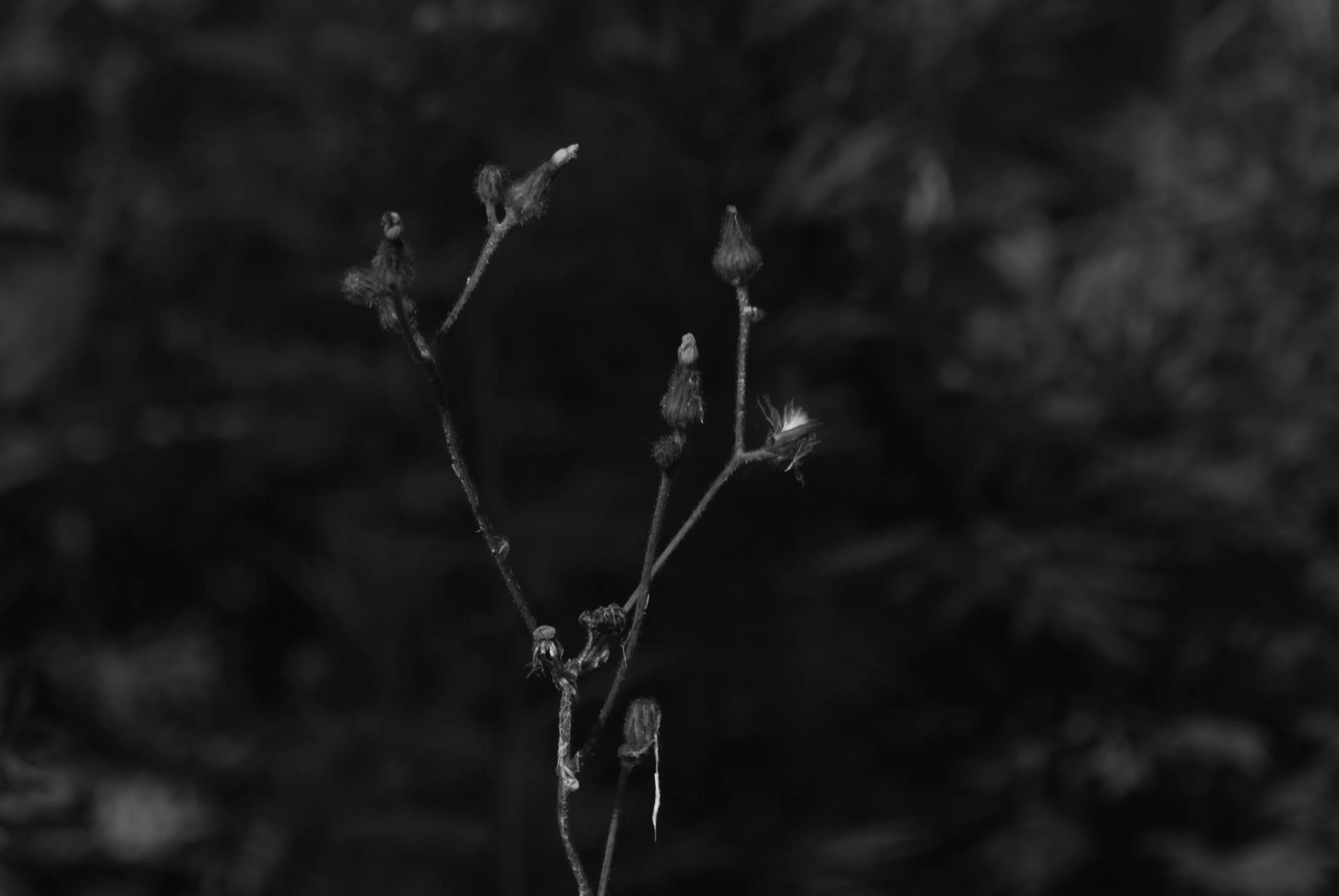 1000多的二手单反值得买吗,1000元左右二手单反全画幅