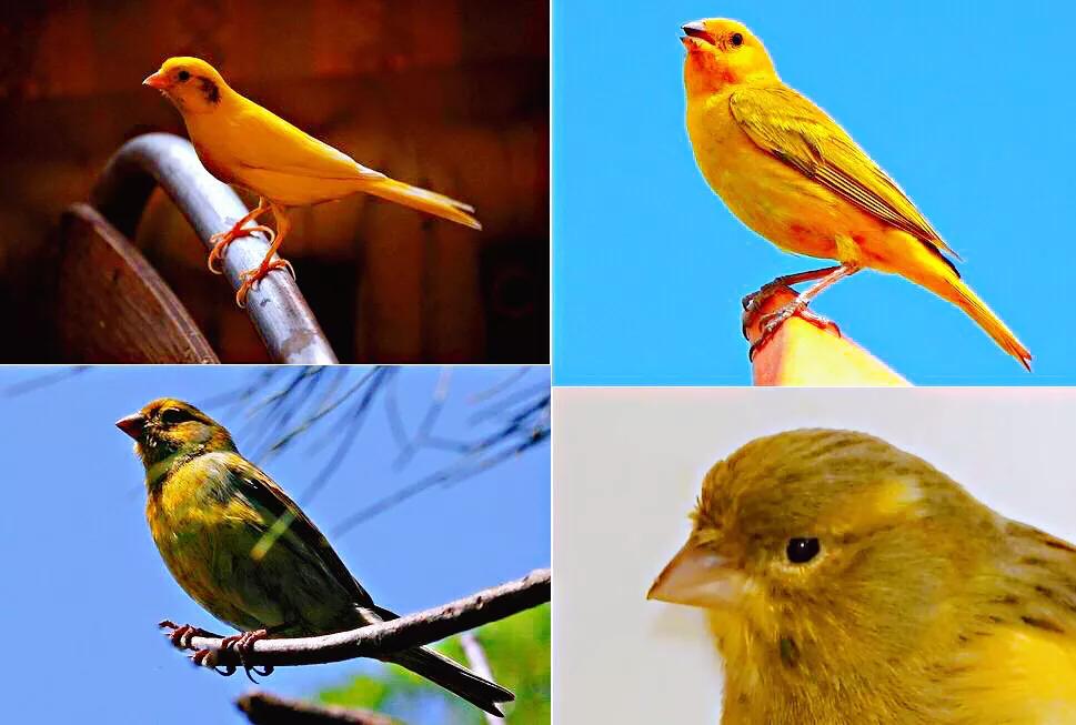 金丝雀羽毛品种,金丝雀能跟什么鸟一起笼养