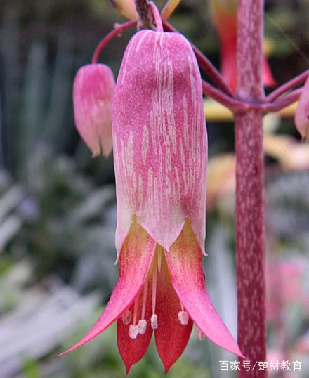 妤氭潗鎵т笟鑽笀,妤氭潗涓嵂