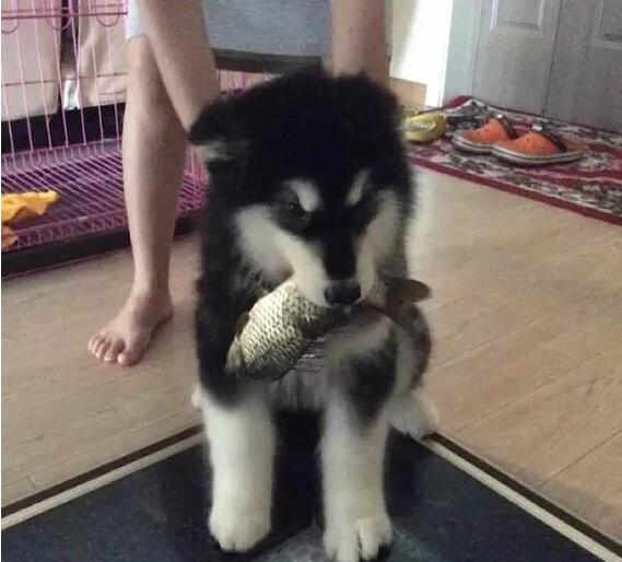 最贪吃狗狗视频,狗狗最爱吃的东西大全