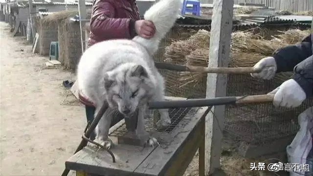 英国女王正式宣布拒绝皮草，愿世间没有血淋淋的时尚