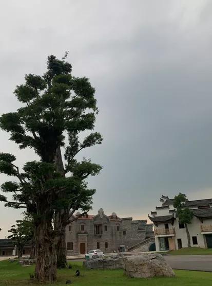 引爆旅游市场！奥体旁将打造蚌埠不夜城！新添古树苑文旅中心