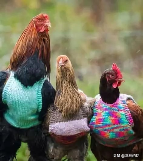 鸟类选美赛,最新鸟类选美大赛