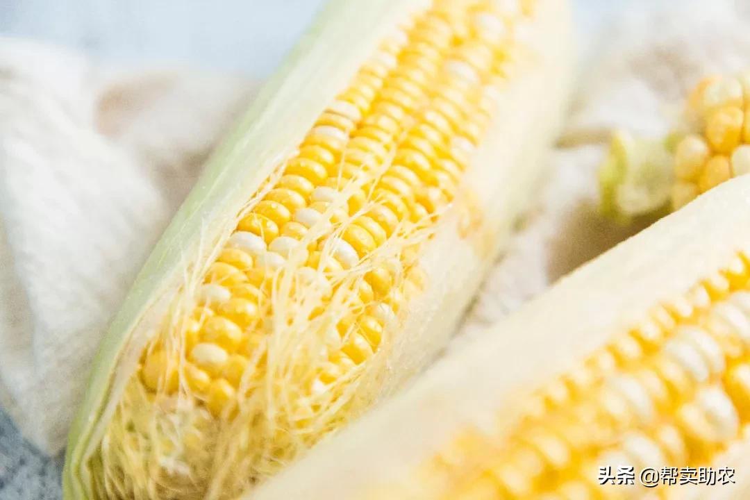 来自东北黑土地的甜糯玉米,云南水果玉米新鲜香甜多汁