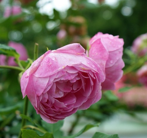 霸气经典说说适合发朋友圈的句子,最近朋友圈很流行的说说句句经典