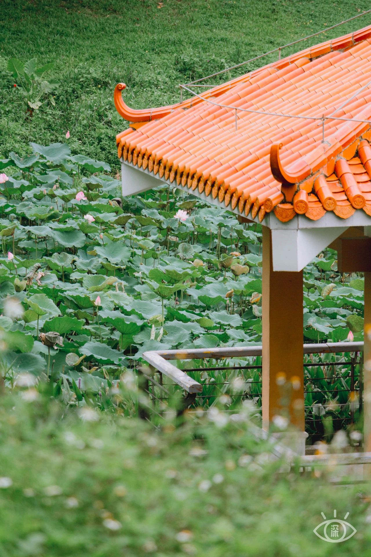 深圳洪湖公园7月18号还有荷花吗,深圳洪湖公园现在有荷花开吗