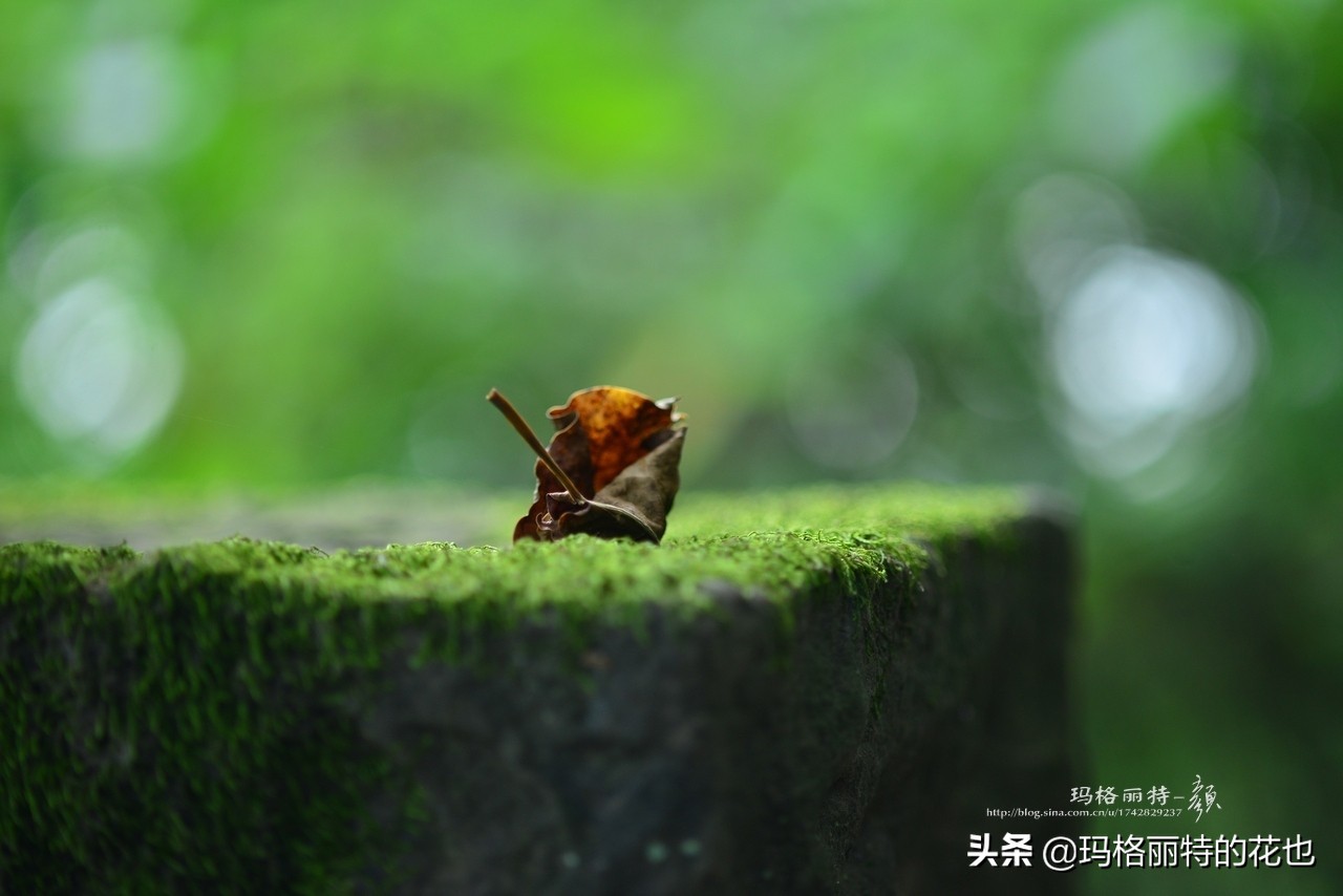 种植苔藓养护方法,苔藓怎么养护才能长得好