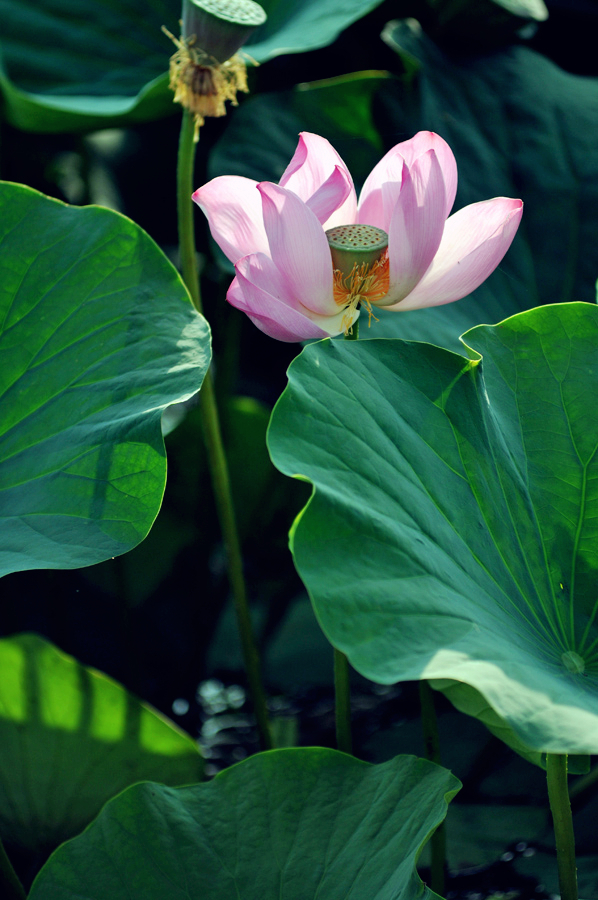 鹤城印象荷花图片,鹤城区看荷花