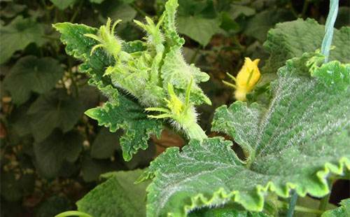黄瓜出现花打顶怎么办,黄瓜打顶救过来还能高产吗