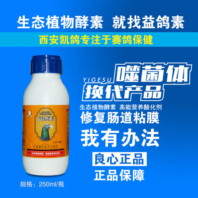 夏季养鸽注意事项,高温天信鸽状态怎么调理