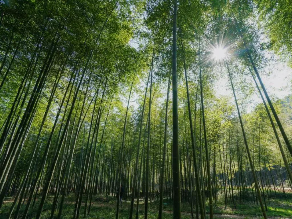 风吹竹叶响的古诗,风吹竹叶响的诗句