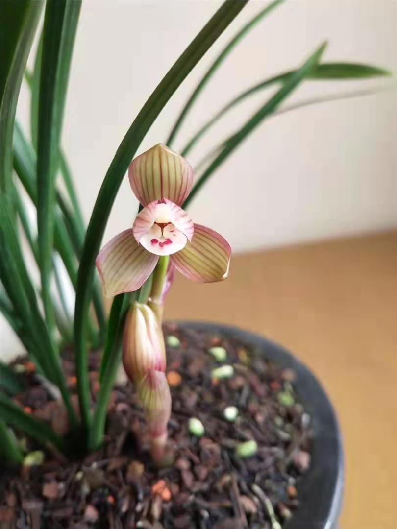 曾经的天价兰花你知道几种,哪些品种的兰花曾是天价