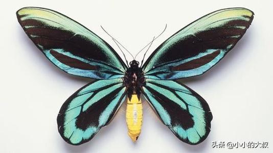 世界上最贵的蝴蝶是哪个蝴蝶,世界上最贵的十种蝴蝶
