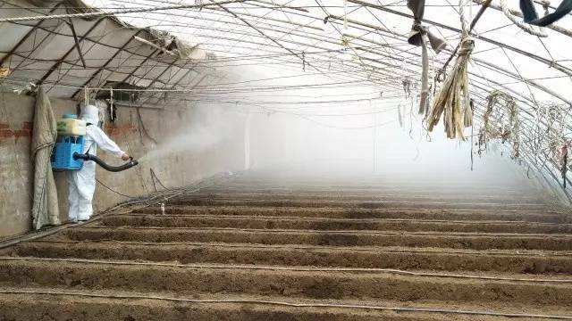 黄瓜苗控旺技术,刚定植的黄瓜苗怎样养根