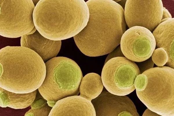 哪些问题属于内分泌失调,肠道菌群失调与甲状腺疾病有关