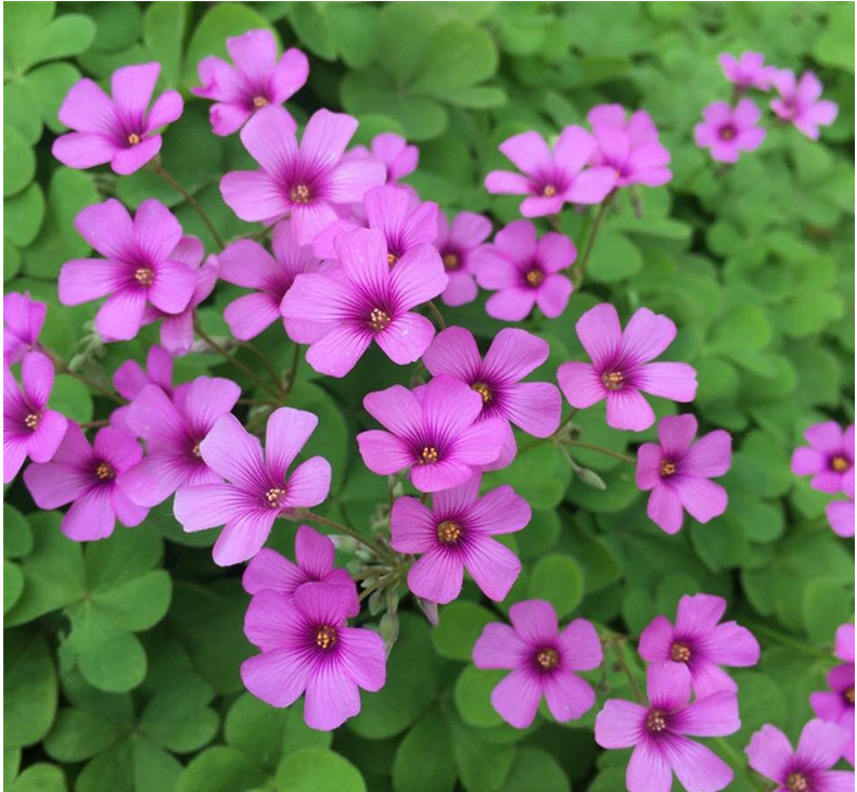 房顶长出杂草怎样消灭,墙里长出的草怎么清除