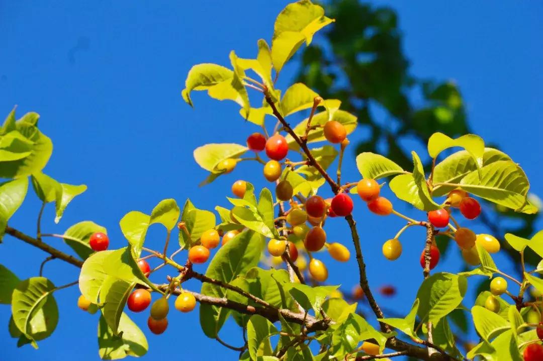 昆明石林景区值得去吗,昆明石林精华景点