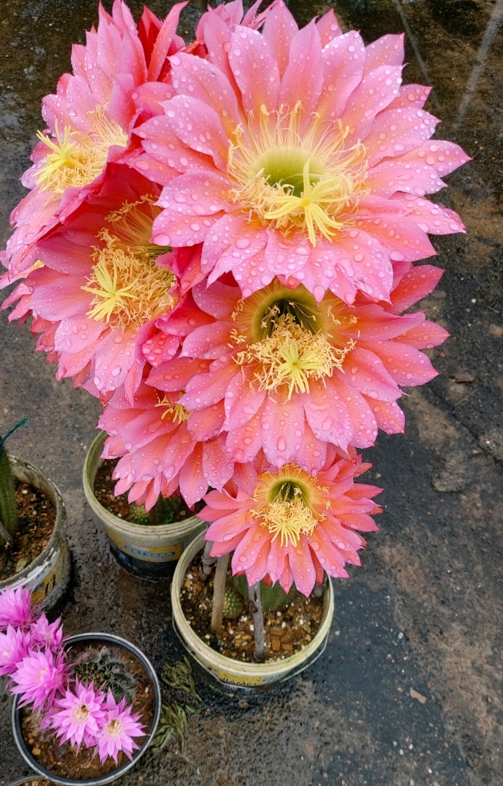 八种会开花的仙人球，每年花开好几次，美丽又好养，新手也能种