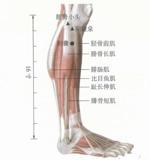 经常按摩胆囊穴的好处,胆囊炎经常按压胆经有好处吗