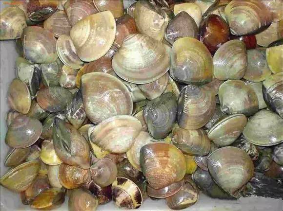 中国海鲜河鲜,市场河鲜海鲜种类大全