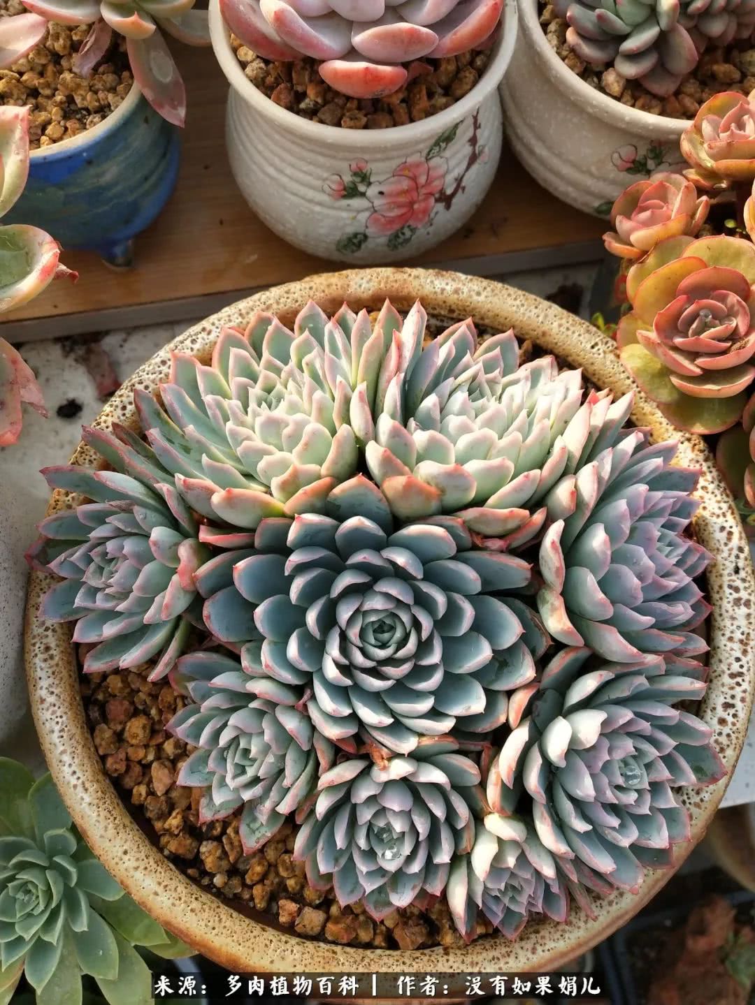 明人不说暗话，我为多肉而来！